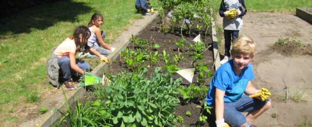 Schulgarten in Bearbeitung